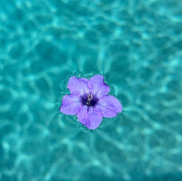 istock Small purple flower floating on teal surface of water 2215301107