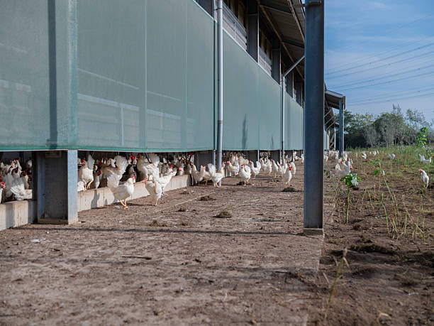 istock Free-Range Chickens Under Modern Poultry Barn with Outdoor Access 2215301472