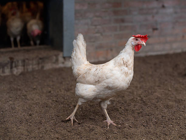 Single White Chicken Walking on Dark Soil in Poultry Barn