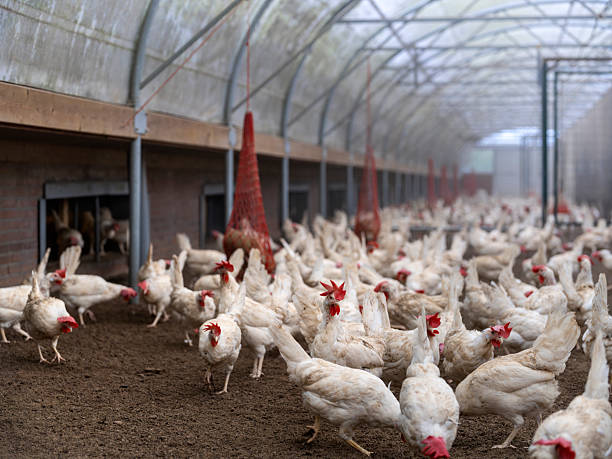 istock White Chickens Roaming in Covered Free-Range Poultry Housing Structure 2215301503