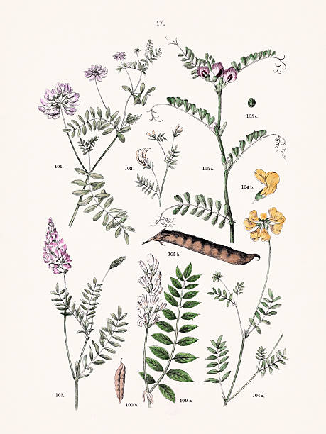 Antique Botanical Illustration from a German Plant Atlas. Circa 1884: Astragalus cicer - Coronilla varia - Ornithopus sativus - Hedysarum Onobrychis - Hippocrepis comosa - Vicia sativa