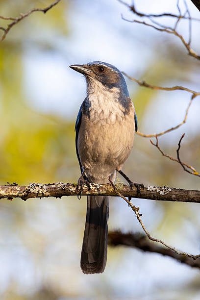 istock California Scrub-Jay perched on a branch in Oregon. 2215305793