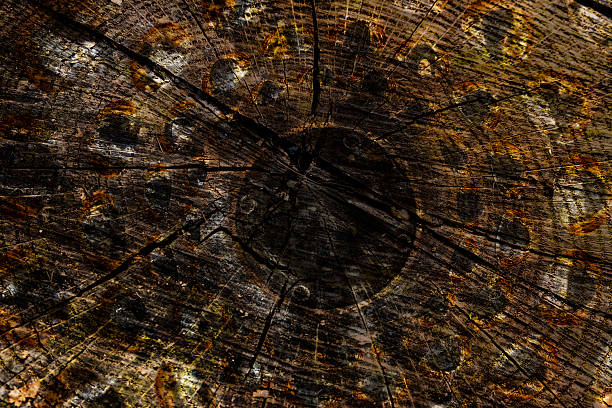 A layered photographic composition that merges the organic pattern of a tree stump’s growth rings with the repetitive geometry of industrial circular forms. Earthy tones of brown, rust, and gold draw the viewer into a vortex of texture and symbolism, blurring the line between nature’s slow passage of time and mechanical repetition.