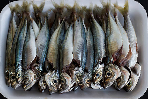 istock Cleaned horse mackerel in white foam 2215308255