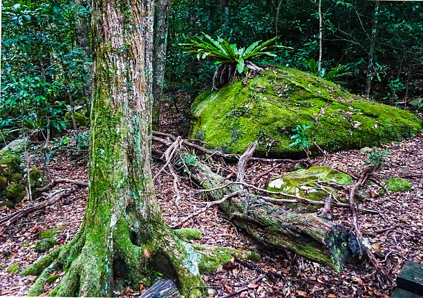 Close-up view of a moss-covered tree trunk and large rock surrounded by fallen leaves and forest floor debris in Minamurra Rainforest, Australia. The vibrant green moss highlights the moist subtropical environment in this protected natural area
