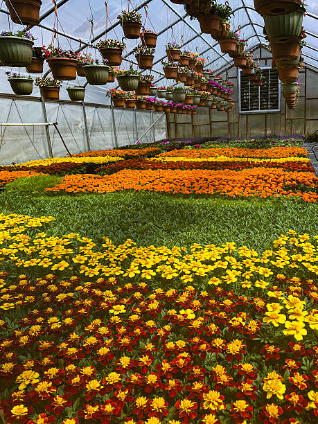 istock Greenhouse with flowers 2215311656