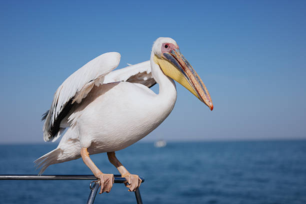 Majestic great white pelican perched on a boat railing, enjoying the vastness of the sea and the clear blue sky
