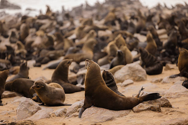 Colony of brown fur seals resting and playing on the rocky beach of cape cross, on the skeleton coast of namibia