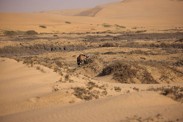 Gemsbok grazes on dry vegetation in the vast and arid landscape of the namib desert