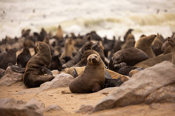Brown fur seal sitting on a sandy beach with a colony of seals resting in the background, cape cross seal reserve, namibia