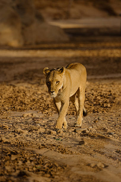 Majestic lioness walks confidently on a dry riverbed, illuminated by the warm sunlight of the african savanna