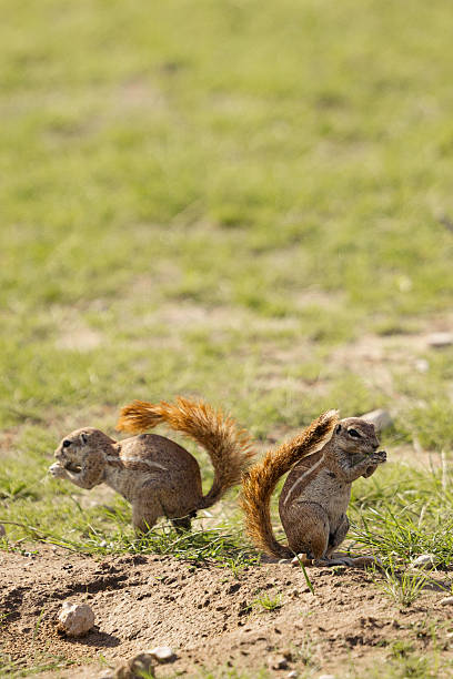 Two ground squirrels are eating seeds in a green meadow