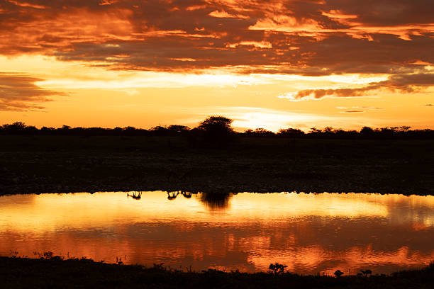 Stunning sunset reflecting in the waterhole with oryx silhouettes drinking in etosha national park, namibia