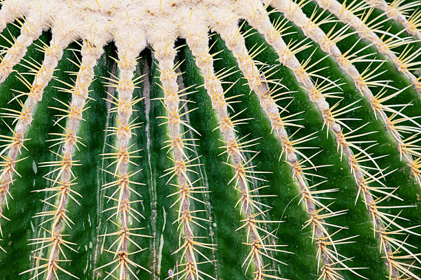 Barrel cactus with sharp thorns and green body creating a beautiful natural pattern, ideal for nature and desert themed projects