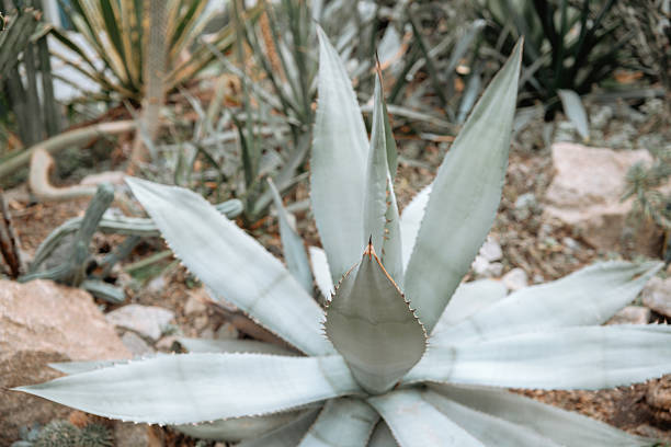 Agave plants thrive among rocky soil in a vibrant garden under bright sunlight.