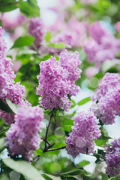 istock Purple lilacs bloom beautifully in a garden during springtime 2215312619