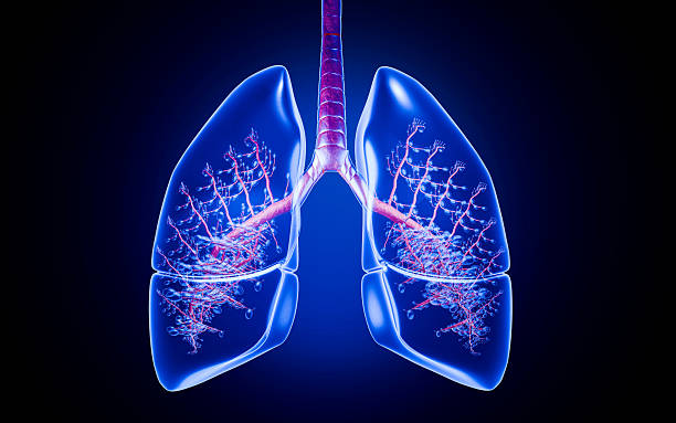 istock Human lung damage depicted by a cigarette embedded into diseased lungs, showing how smoking leads to cancer, emphysema, COPD, respiratory failure, and life-shortening conditions linked to tobacco abuse. 3D model. 2215314641