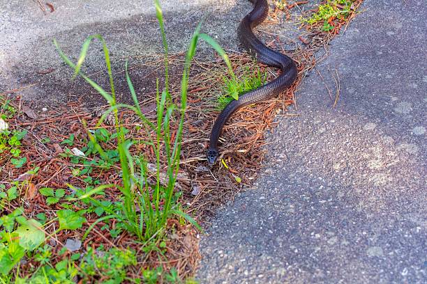 istock Rat Snake (Pantherophis obsoletus) in North Carolina. 2215314734
