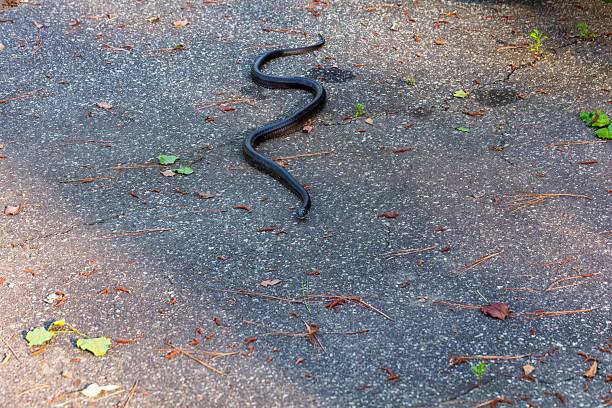 istock Rat Snake (Pantherophis obsoletus) in North Carolina. 2215314810