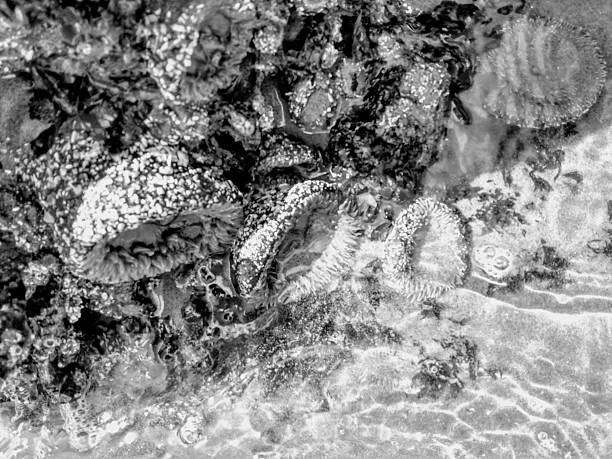 Tide pools with sea life