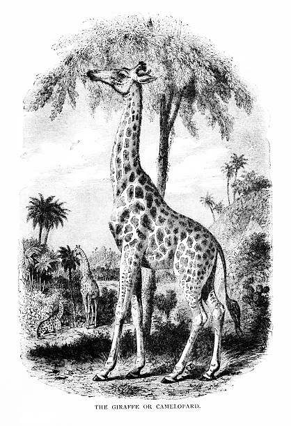 Giraffes eating tree leaves. Illustration published 1887. Original edition is from my own archives. Copyright has expired and is in Public Domain.