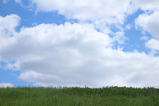 Field with flowers. Meadow with flowers in spring, mountains of Euskadi.