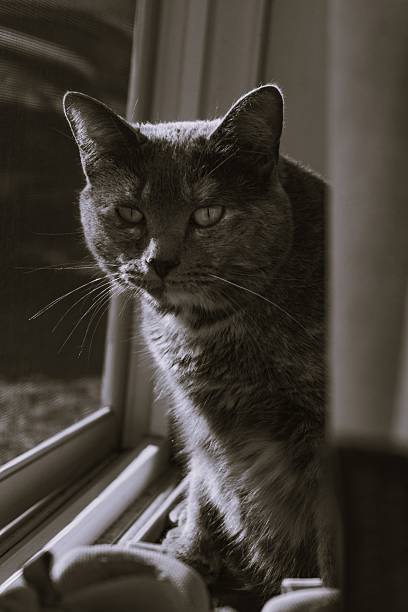 istock Tricolor cat looking at the camera 2215324666