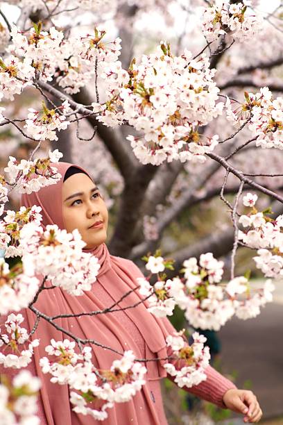 istock Cherry blossom viewing in Hokkaido, Japan. 2215325052