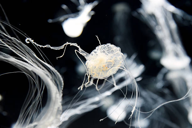 istock The Chrysaora pacifica jellyfish pulses with quiet elegance, its ghostly form a vision of minimalist beauty in the dark aquarium expanse. 2215325101