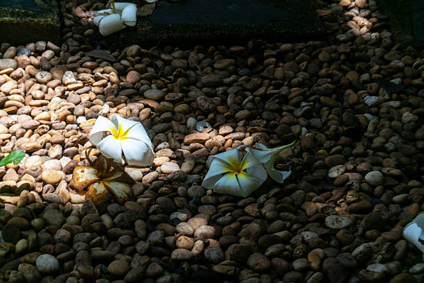 istock Elegant Plumeria Flowers on Pebble Ground 2215326556