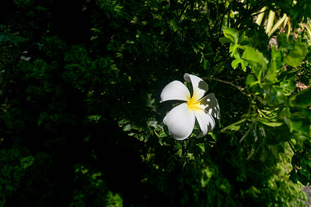 Wood anemones with copy space