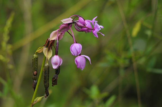 istock Wild Philippine Ground Orchid 2215327243