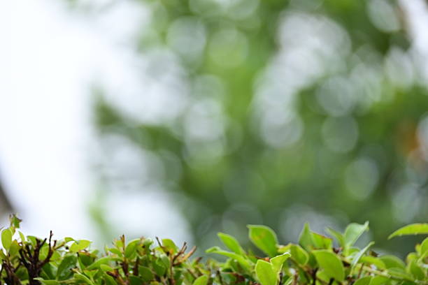 defocused beautiful green leaf texture in springtime, abstract blur natural background