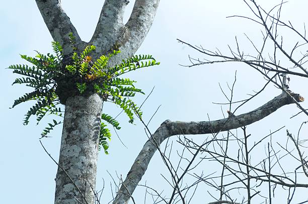 istock Santa Rosa Fern 2215330628
