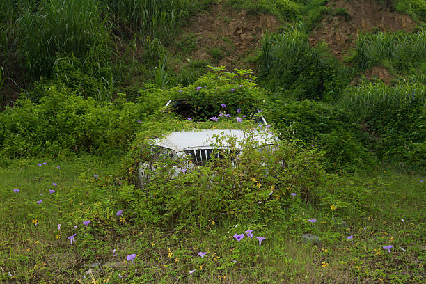 An abandoned car surrounded by vines and morning glories