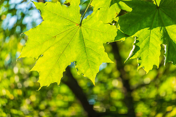 A branch of maple tree leaves is highlighted by warm summer sunlight against a softly blurred green background. The detailed leaf shapes stand out, symbolizing growth, vitality, and the beauty of nature. The image conveys a serene and refreshing outdoor atmosphere.