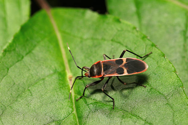 istock Japanese Oohoshikamemushi (Physopelta gutta) stink bug with a red border on a black background on a leaf (Insect entomology closeup macro photograph) 2215335193