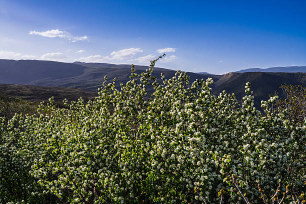 Serviceberry Bushes in Bloom with Mountain Views - Lush foliage and bushes at the peak of spring blossoming on a late afternoon with warm light.