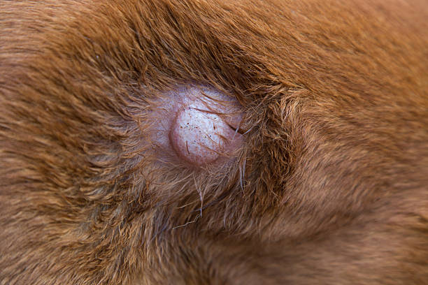 istock Dog mass or lump on belly 2215335970