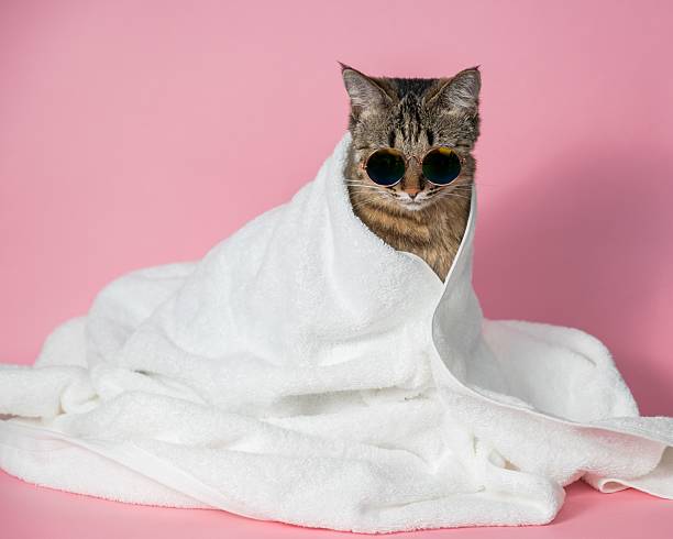 istock Tabby cat in sunglasses wrapped in a white towel on a pink background. 2215338026