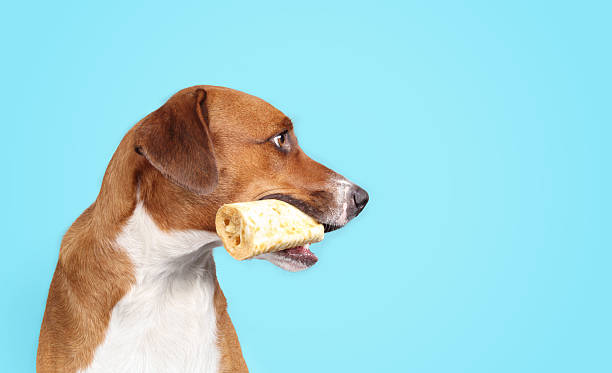 istock Cute dog with chew bone on blue background. 2215339194