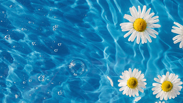 Chamomile flowers floating on blue background, drop stains on water. Copy space. Background