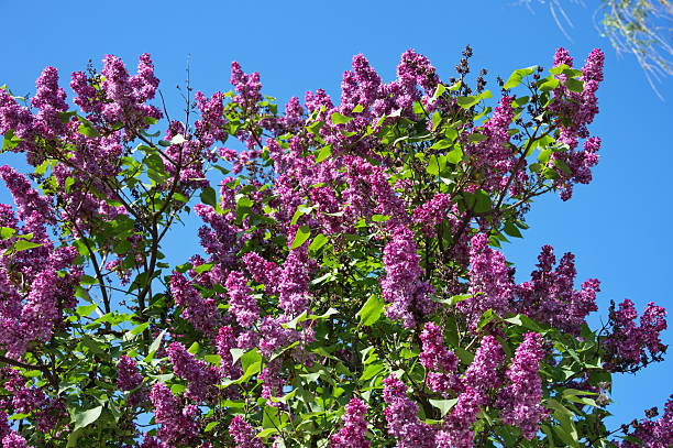istock Low angle view of the lilac 2215339802