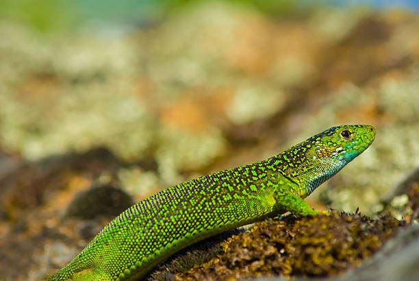 Brachylophus fasciatus, the Lau banded iguana, is an arboreal species of lizard endemic to the Lau Islands of the eastern part of the Fijian archipelago.