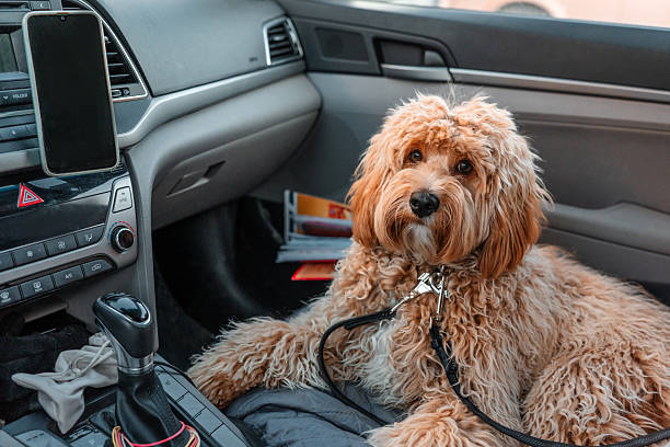A curly-haired brown Labradoodle or Cavapoo dog rides in the car in the front seat. The breed of the dog is a cross between a poodle.