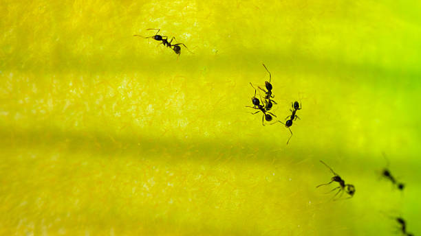 istock Black ants in nature photographed with macro 2215340382