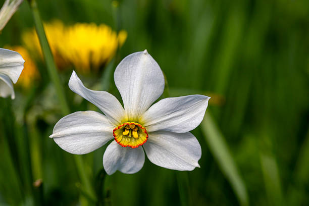istock Close-up of a narcissus 2215341100