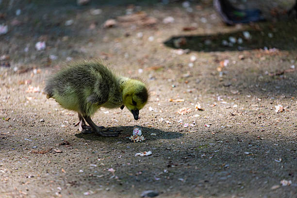 istock Canadian gosling on grass field 2215341734