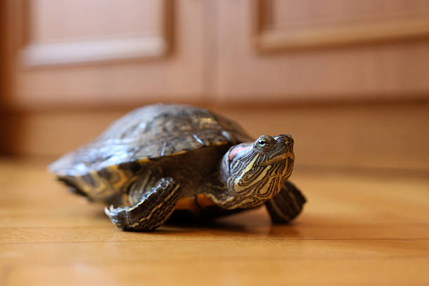 People care for and play with a pet red-eared turtle.