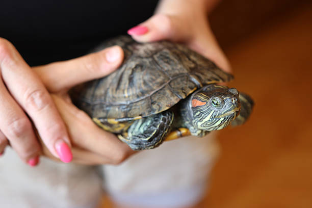 istock People care for and play with a pet red-eared turtle. 2215342549